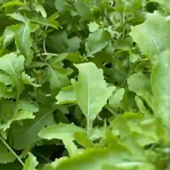 Arugula Seeds, Organically Grown for 20+ Years - Picture 2 of 3